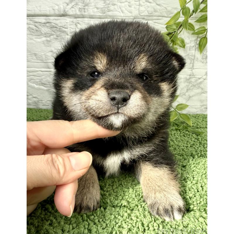 販売中の埼玉県の豆柴-438239の2枚目