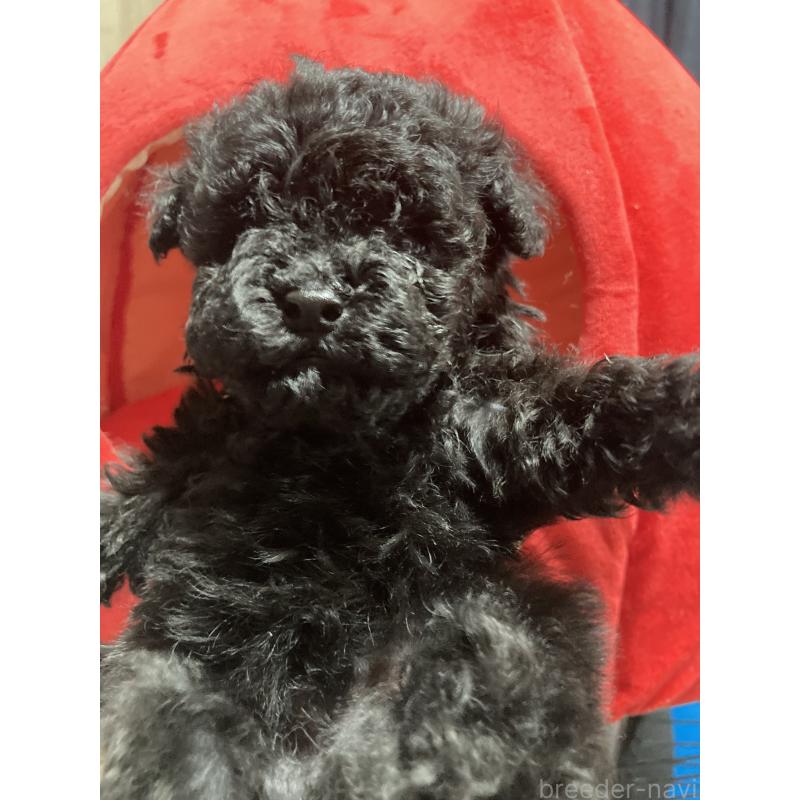 販売中の埼玉県のトイプードル-431638の3枚目