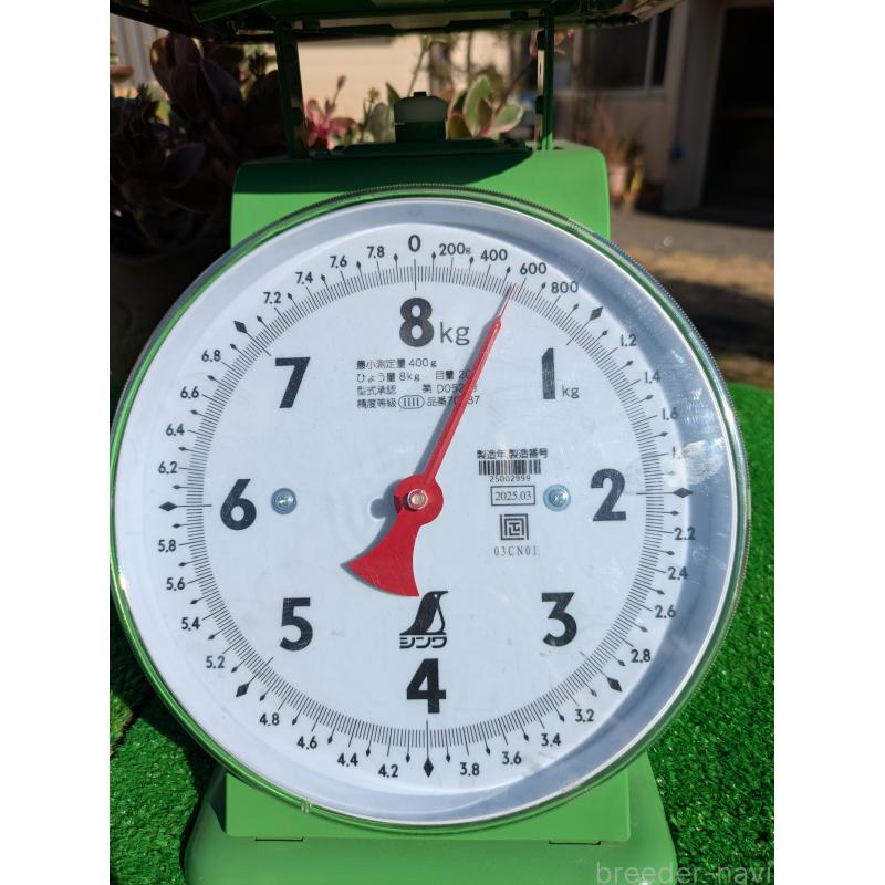 販売中の鹿児島県の豆柴-438242の4枚目