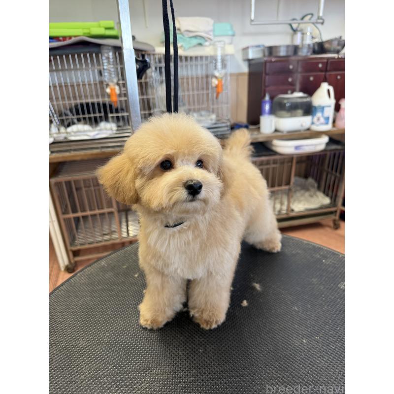 成約済の栃木県のタイニープードル-421730の10枚目