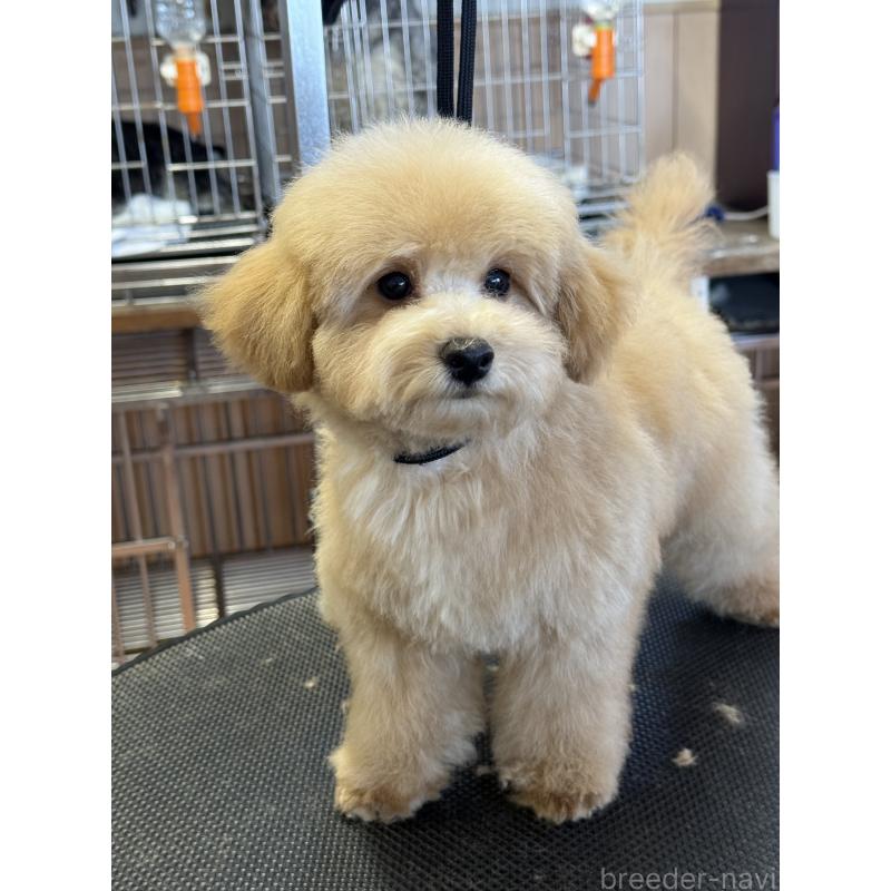 成約済の栃木県のタイニープードル-421730の9枚目