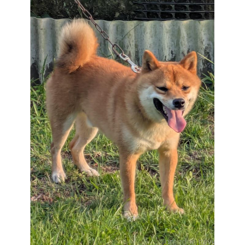 販売中の鹿児島県の豆柴-438242の2枚目