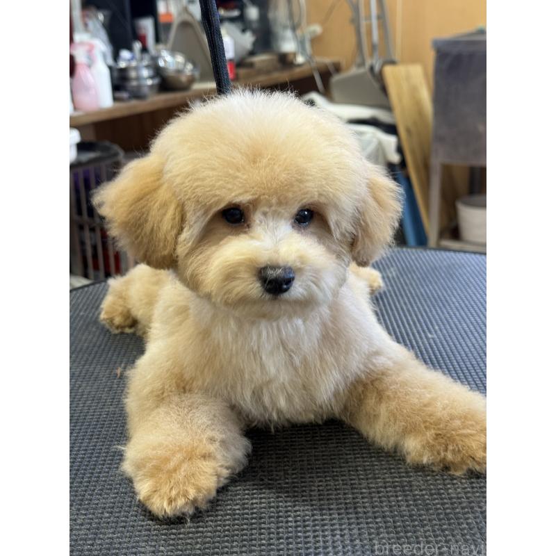 成約済の栃木県のタイニープードル-421730の8枚目