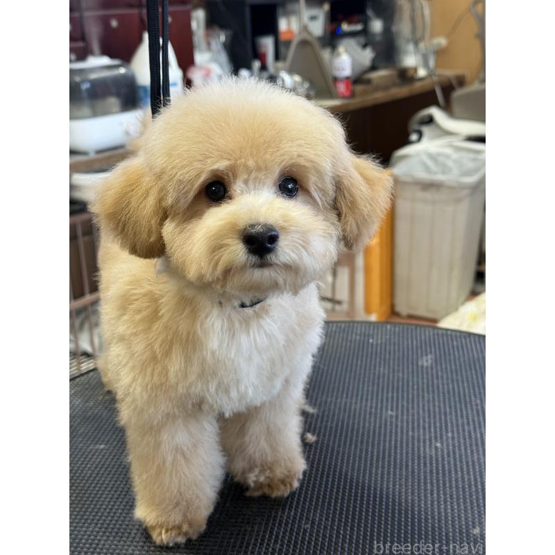 成約済の栃木県のタイニープードル-421730の7枚目