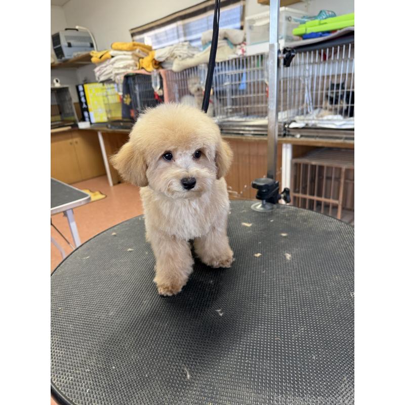 成約済の栃木県のタイニープードル-421730の5枚目