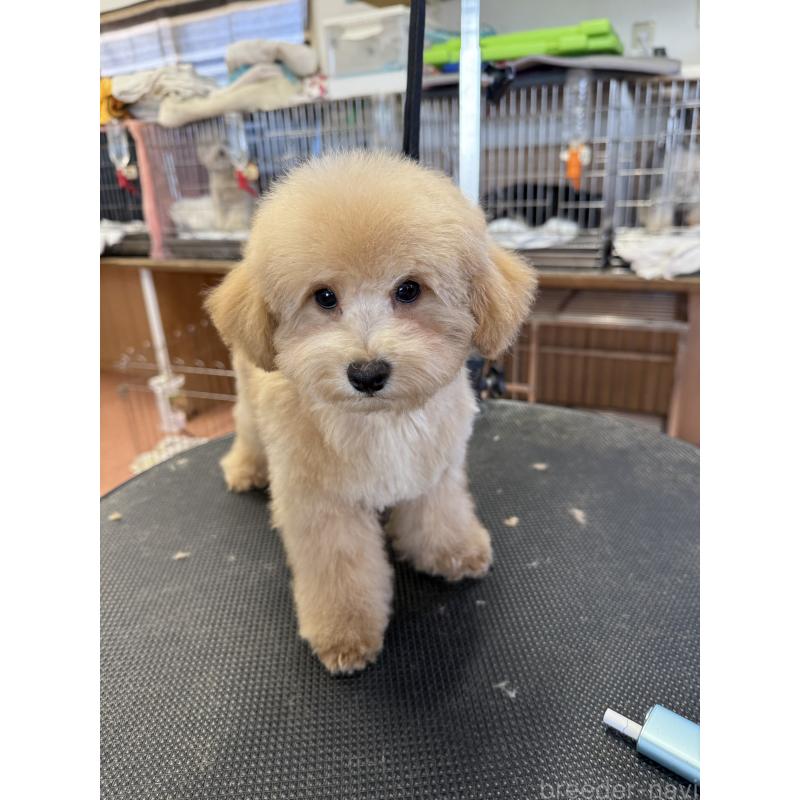 成約済の栃木県のタイニープードル-421730の4枚目