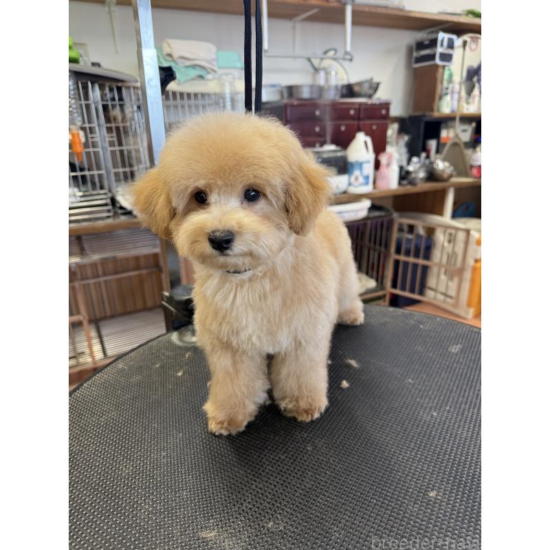 成約済の栃木県のタイニープードル-421730の3枚目