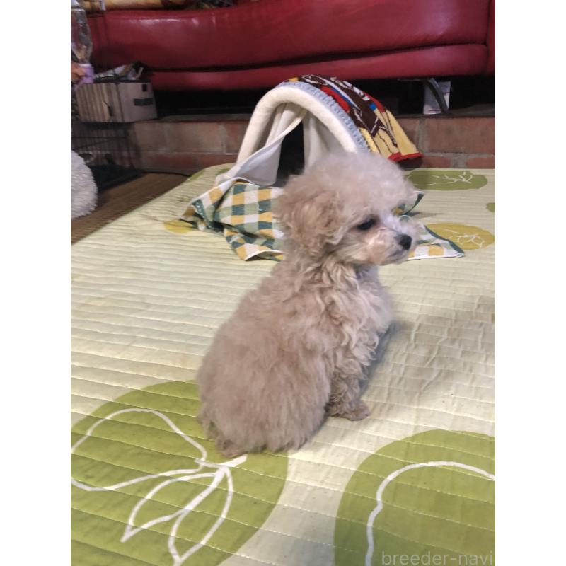 成約済の兵庫県のトイプードル-431957の13枚目