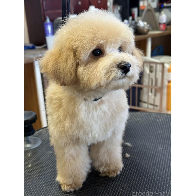 成約済の栃木県のタイニープードル-421730の2枚目