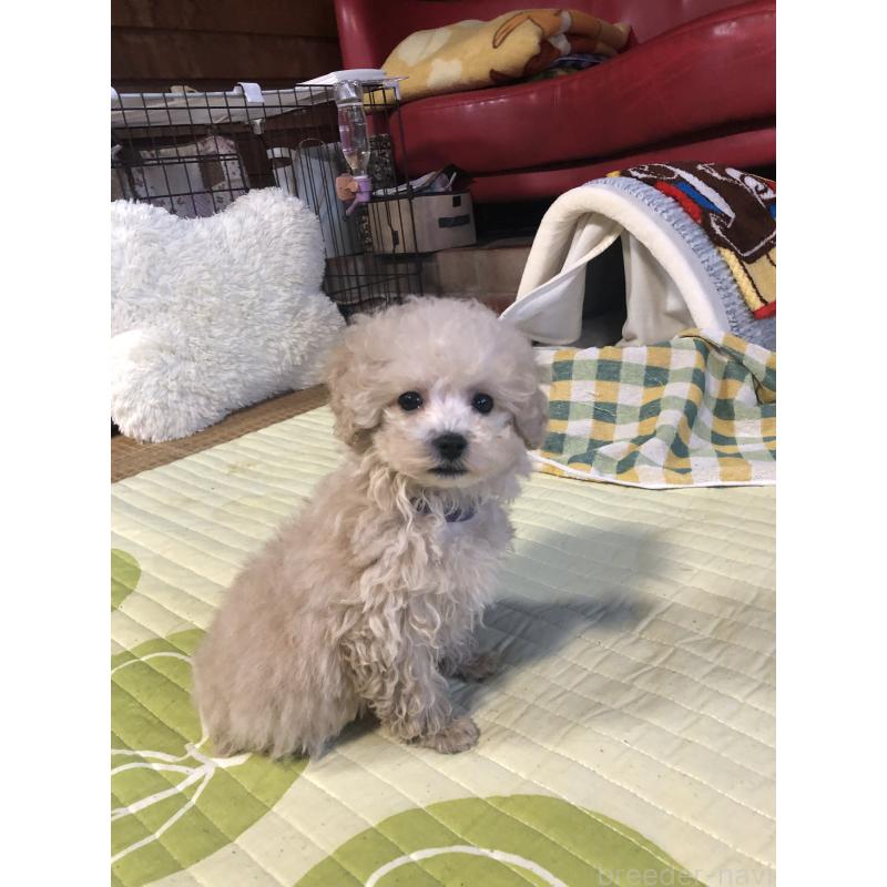 成約済の兵庫県のトイプードル-431957の12枚目