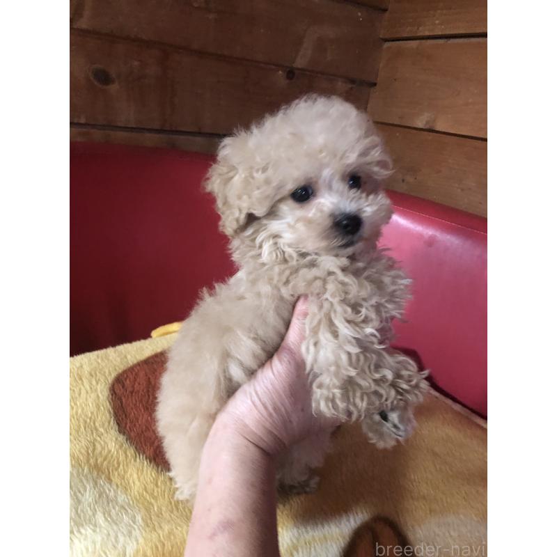 成約済の兵庫県のトイプードル-431957の10枚目