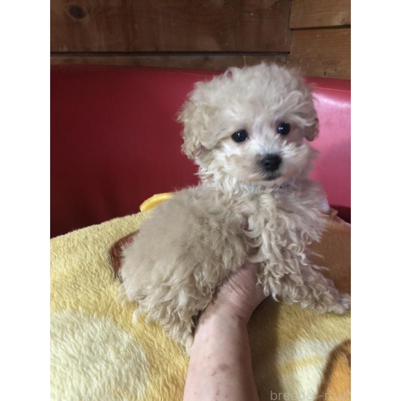 成約済の兵庫県のトイプードル-431957の9枚目