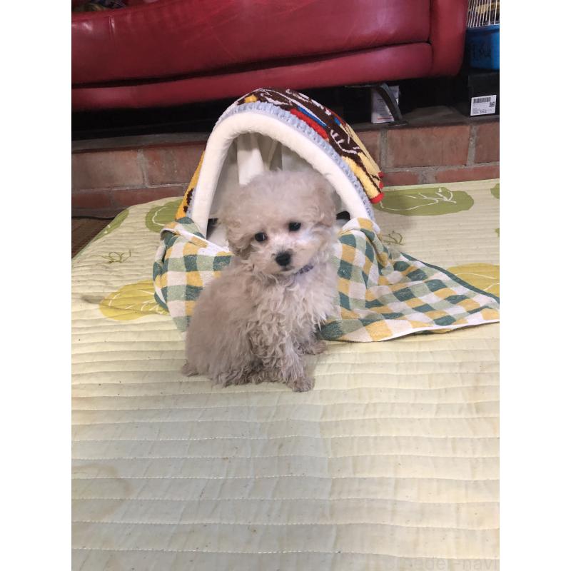 成約済の兵庫県のトイプードル-431957の8枚目