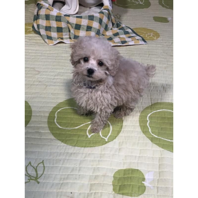 成約済の兵庫県のトイプードル-431957の7枚目