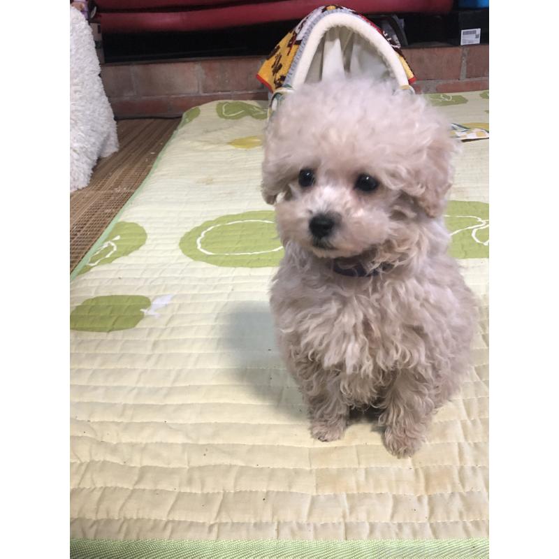 成約済の兵庫県のトイプードル-431957の6枚目