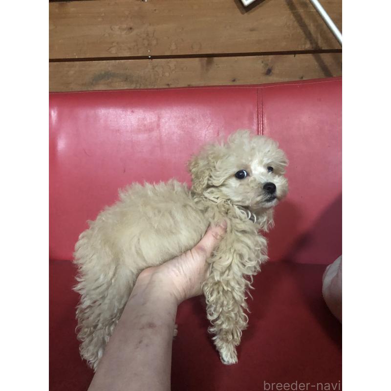 成約済の兵庫県のトイプードル-431957の5枚目