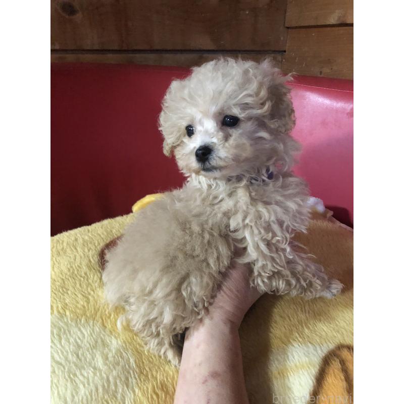 成約済の兵庫県のトイプードル-431957の4枚目