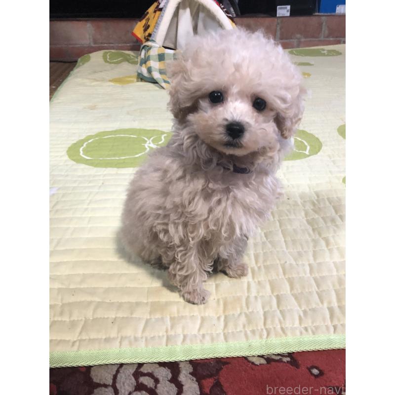 成約済の兵庫県のトイプードル-431957の3枚目