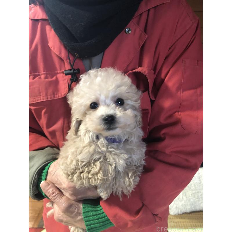 成約済の兵庫県のトイプードル-431957の2枚目