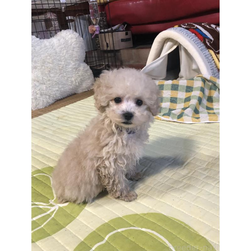 販売中の兵庫県のトイプードル-431957