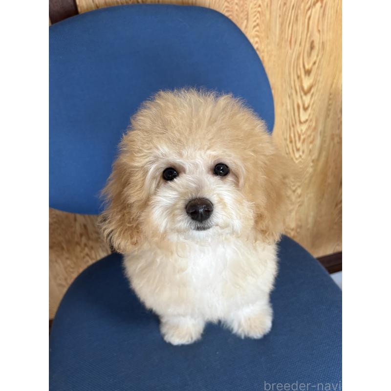 成約済の茨城県のミックス犬-429920の7枚目