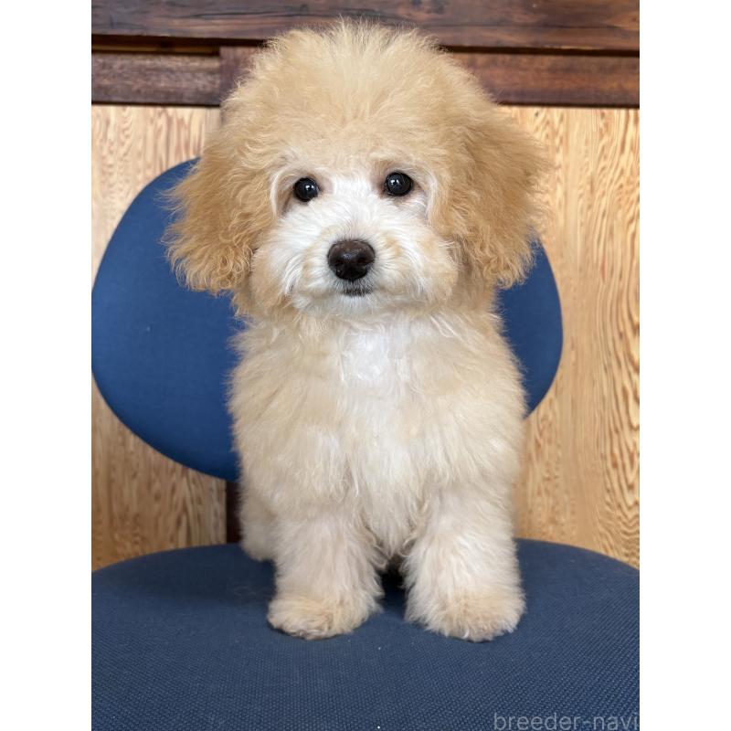 成約済の茨城県のミックス犬-429920の6枚目