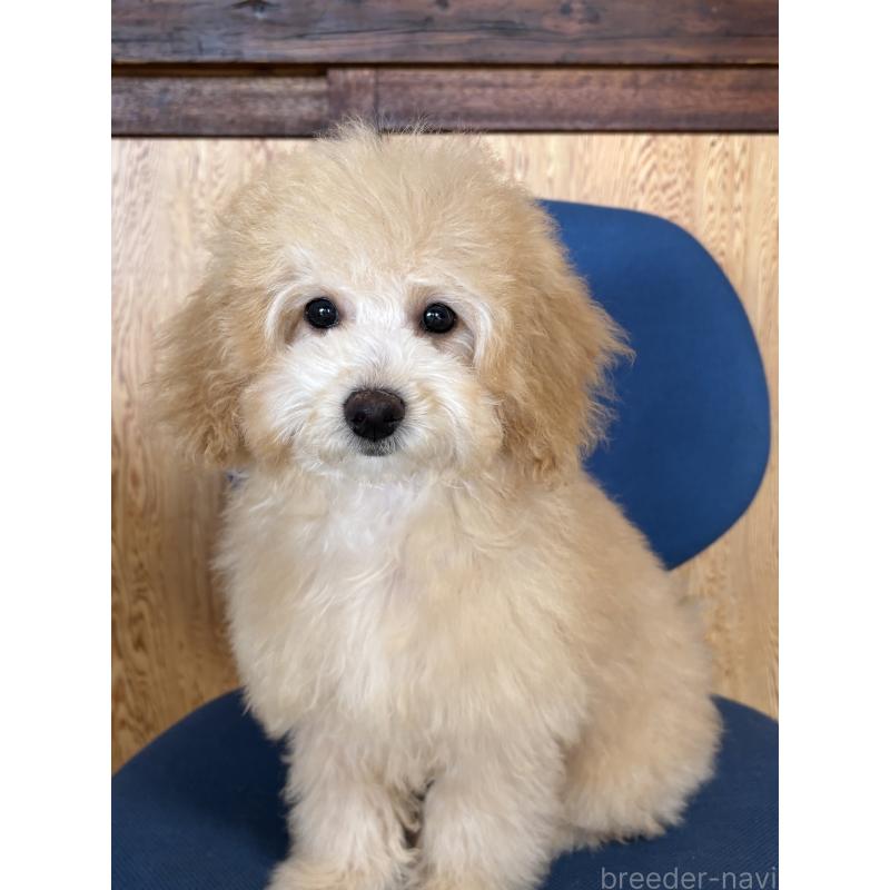 成約済の茨城県のミックス犬-429920の4枚目