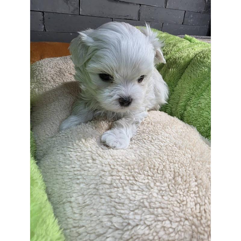 販売中の静岡県のマルチーズ-438240の2枚目