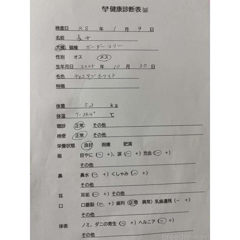 商談中の福岡県のボーダーコリー-432413の3枚目