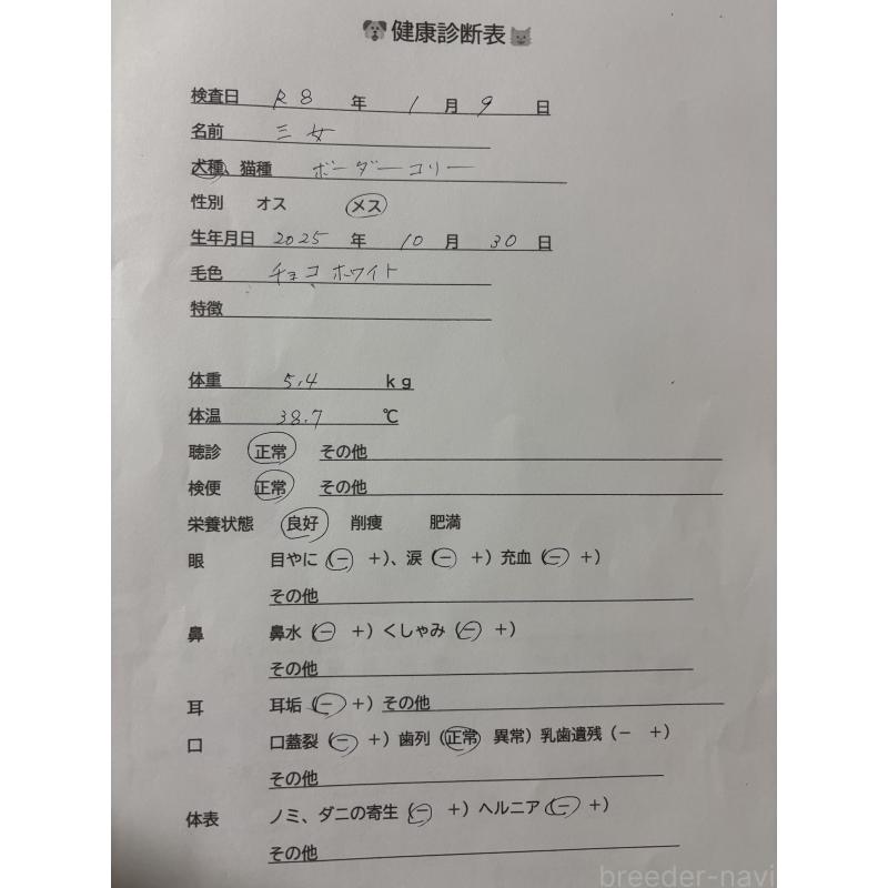 成約済の福岡県のボーダーコリー-436560の3枚目