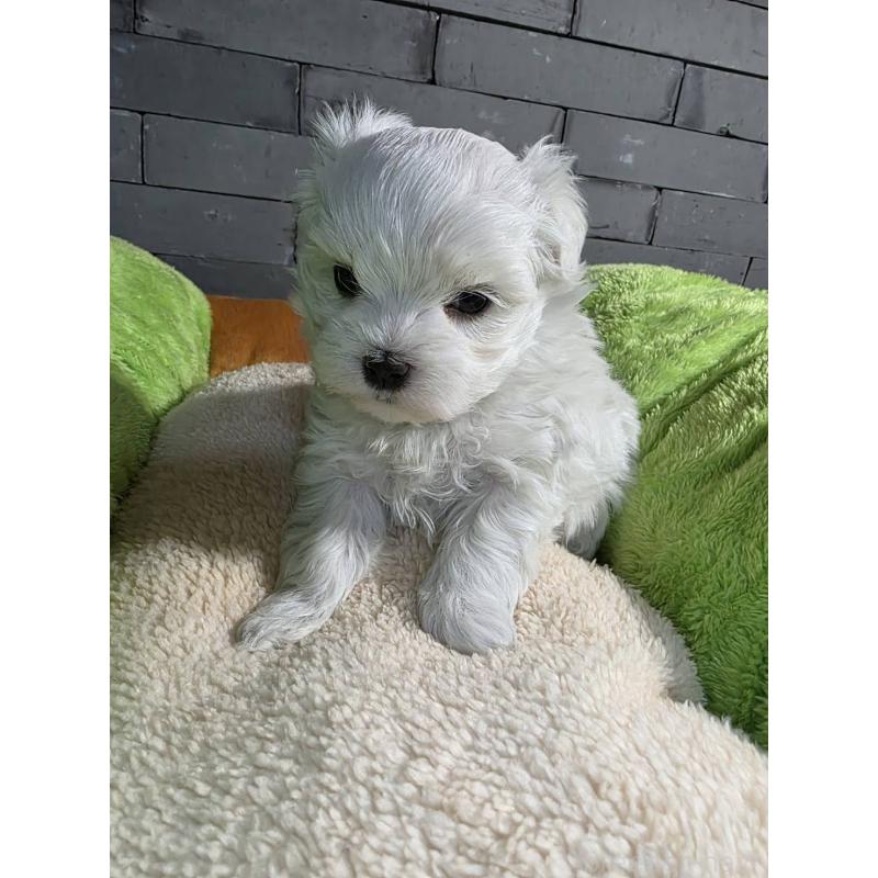 販売中の静岡県のマルチーズ-438241の2枚目