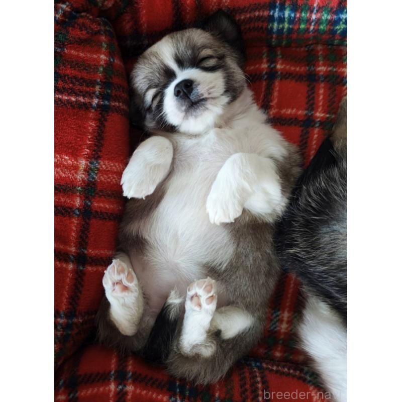 成約済の広島県のチワワ(ロングコート)-436788の4枚目