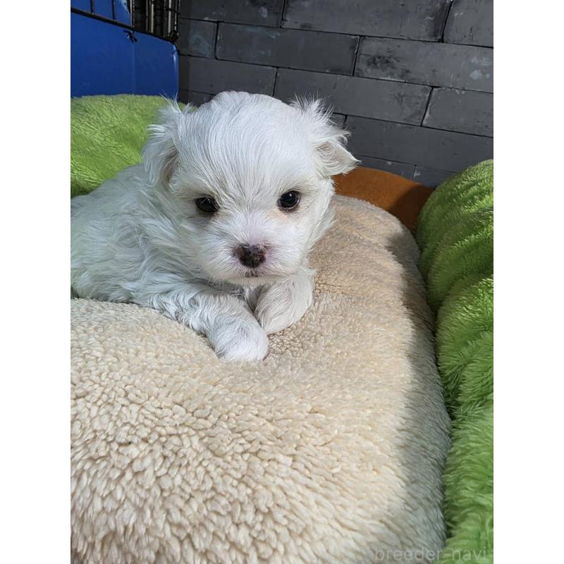 販売中の静岡県のマルチーズ-438243の3枚目