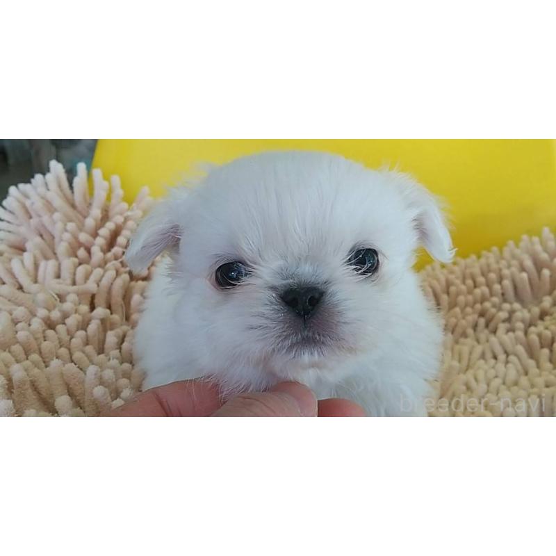 販売中の愛知県のペキニーズ-434441