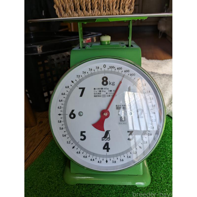 販売中の鹿児島県の豆柴-438245の7枚目