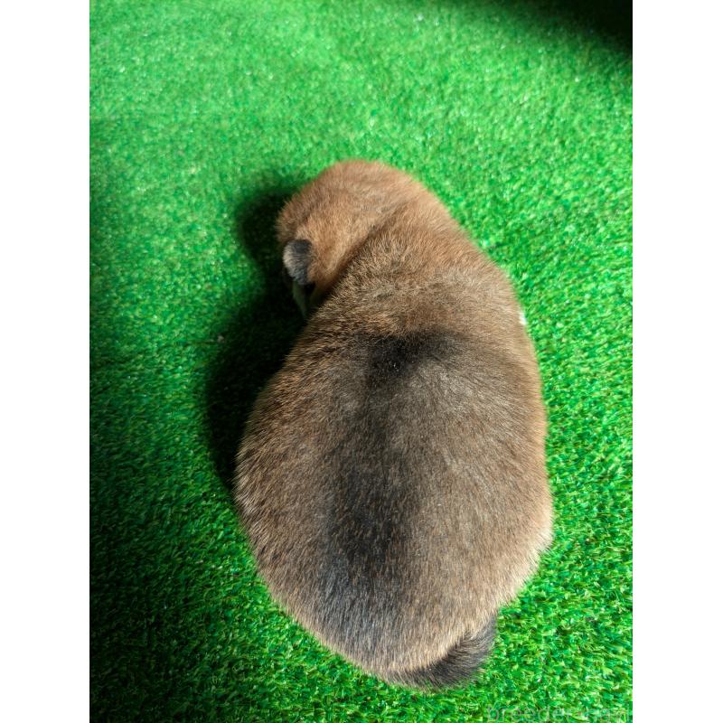 販売中の鹿児島県の豆柴-438245の6枚目