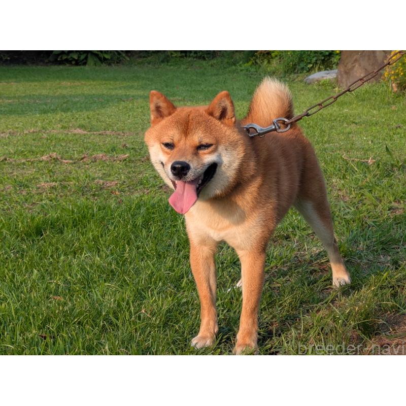 販売中の鹿児島県の豆柴-438245の4枚目