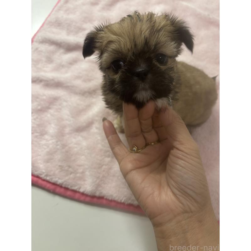 販売中の岐阜県のチワズー:チワワ×シーズー-438247の3枚目