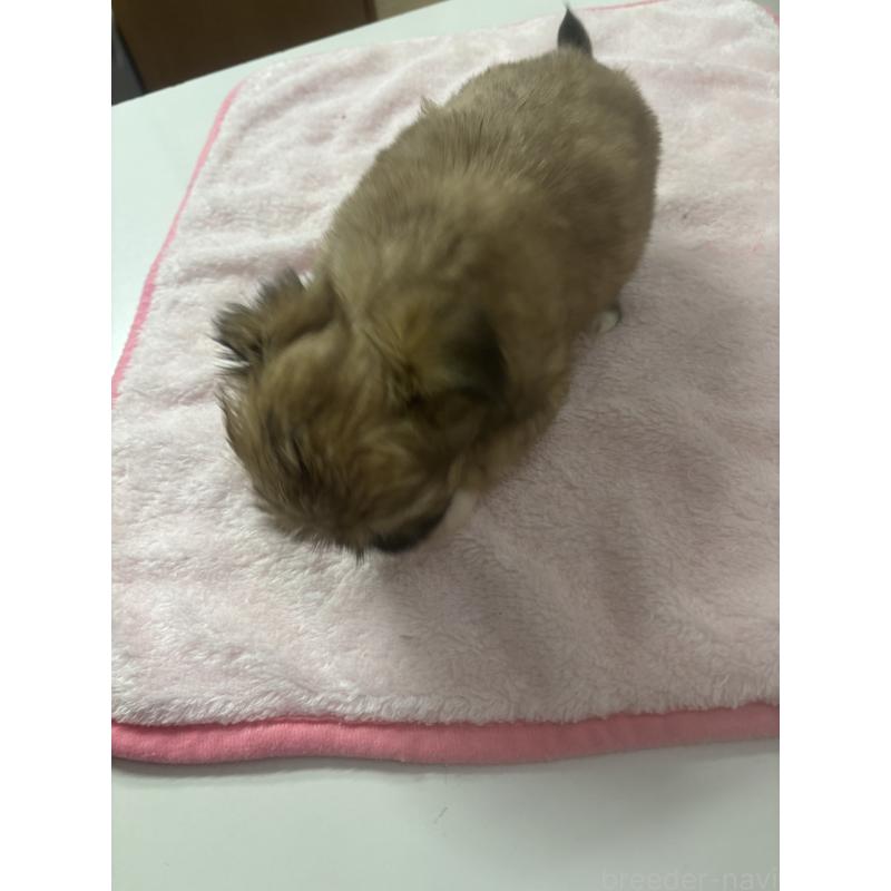 販売中の岐阜県のチワズー:チワワ×シーズー-438247の2枚目