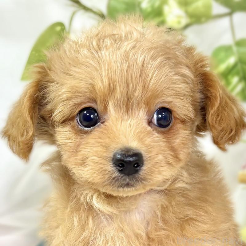 販売中の滋賀県のチワプー:チワワ×トイプードル-436504