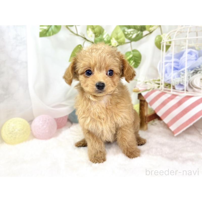 成約済の滋賀県のチワプー:チワワ×トイプードル-436504の4枚目