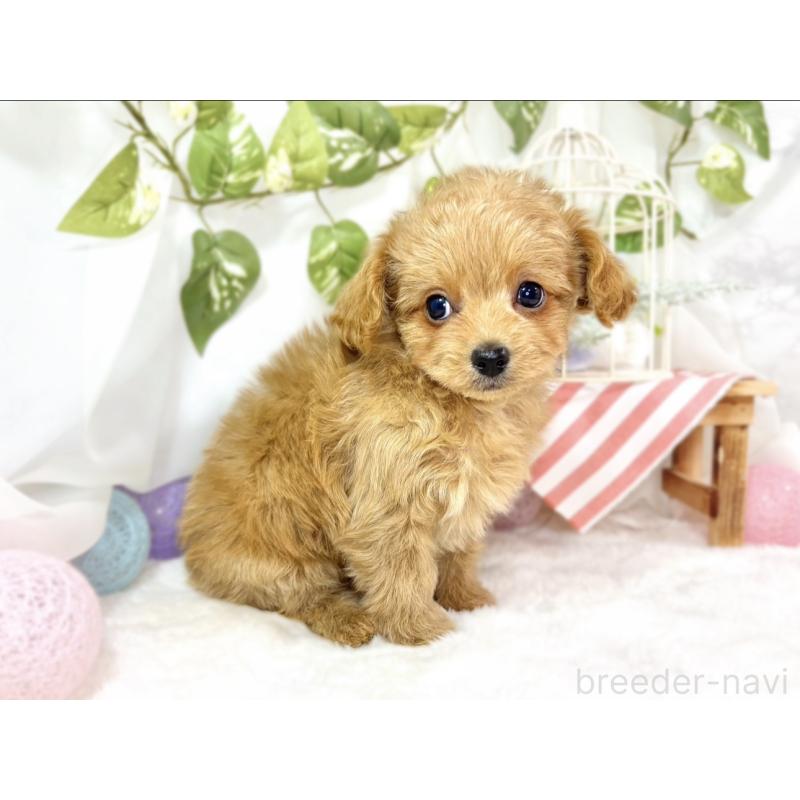 成約済の滋賀県のチワプー:チワワ×トイプードル-436504の3枚目