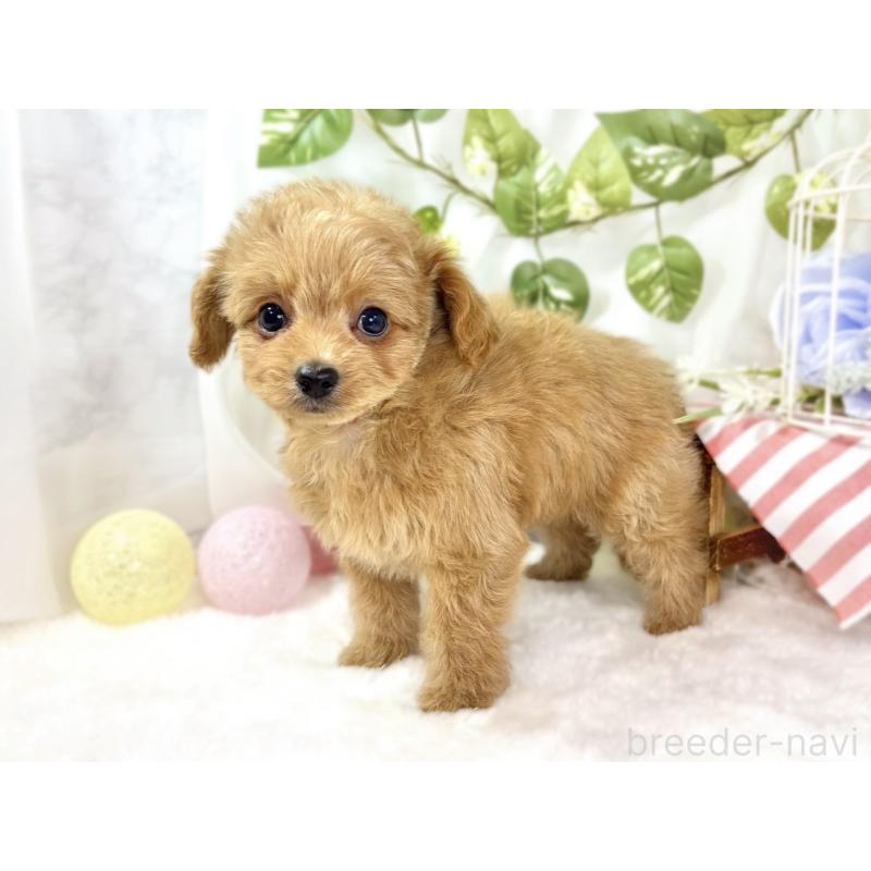 成約済の滋賀県のチワプー:チワワ×トイプードル-436504の2枚目