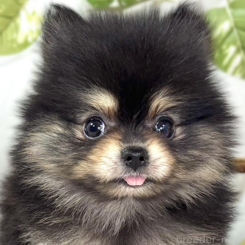 販売中の滋賀県のポメラニアン-436505