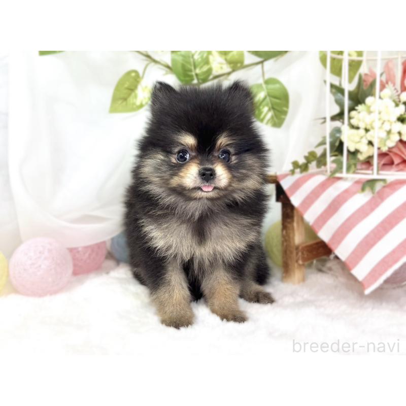 成約済の滋賀県のポメラニアン-436505の4枚目