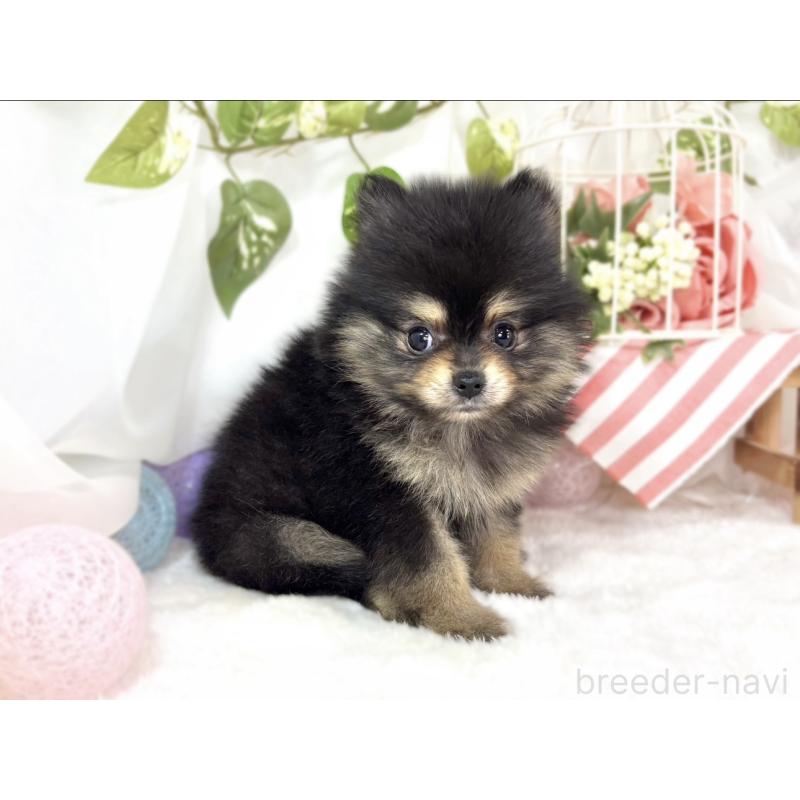 成約済の滋賀県のポメラニアン-436505の3枚目