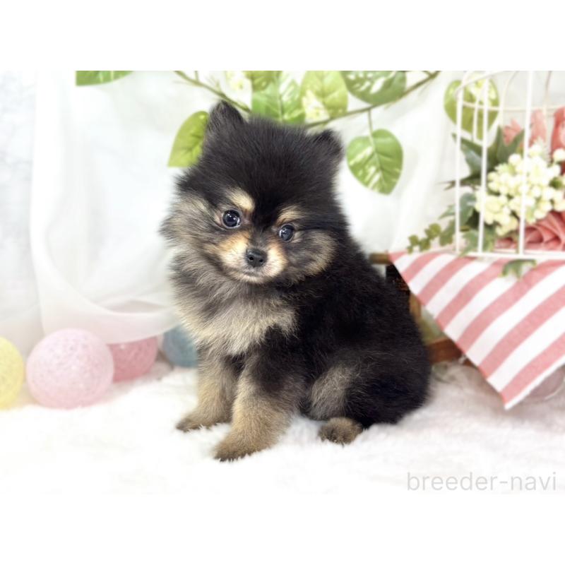 成約済の滋賀県のポメラニアン-436505の2枚目