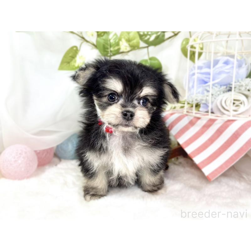 成約済の滋賀県のチワマル:チワワ×マルチーズ-436506の4枚目