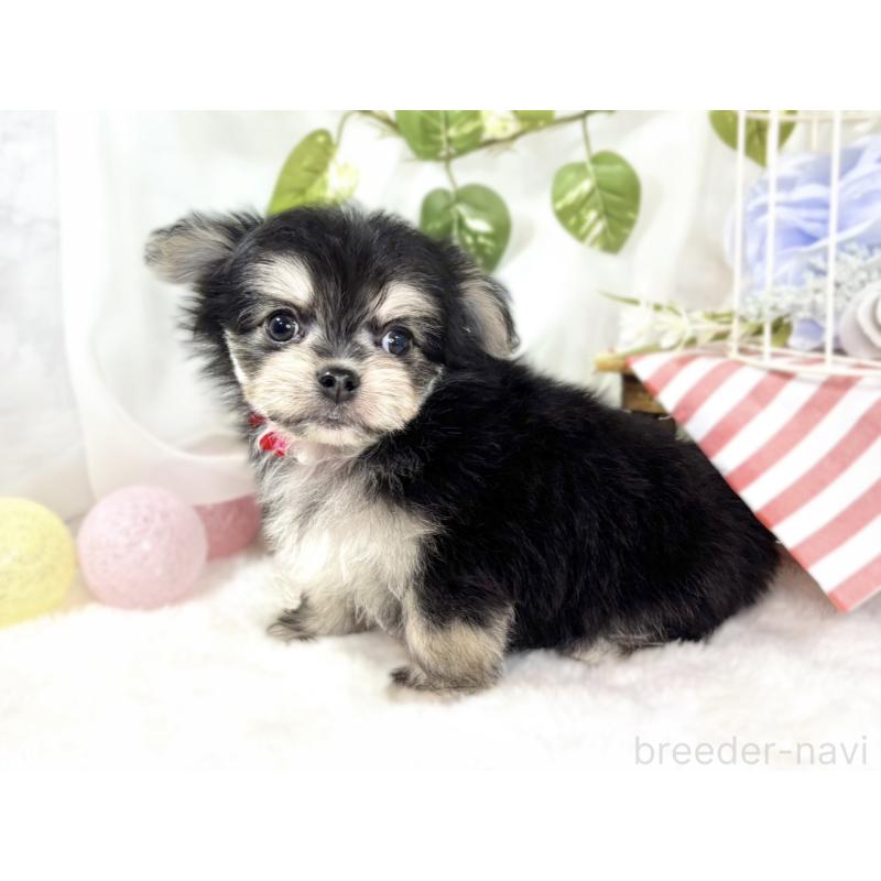 成約済の滋賀県のチワマル:チワワ×マルチーズ-436506の2枚目