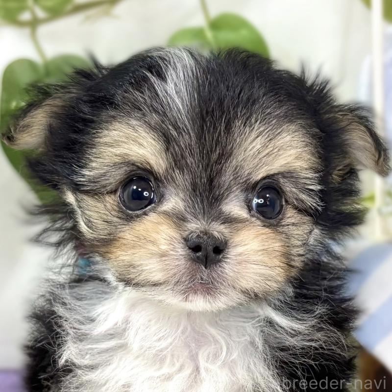 販売中の滋賀県のチワマル:チワワ×マルチーズ-436507